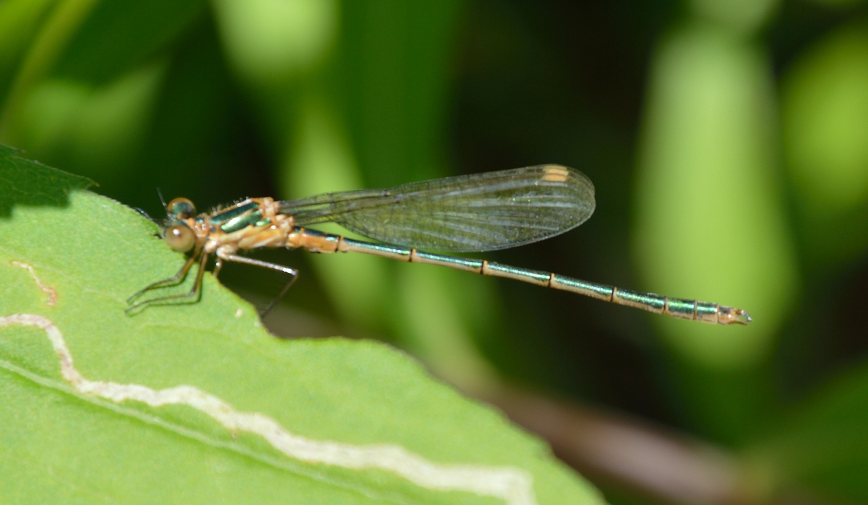 Lestes sponsa ?